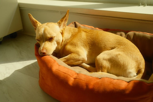 City Bed